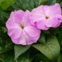 New Guinea Impatiens – Super Sonic Lavender – 6.5″ Pot
